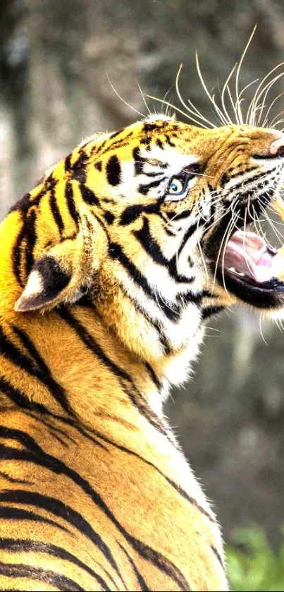 A majestic tiger with its mouth open in a fierce roar, showcasing sharp details.