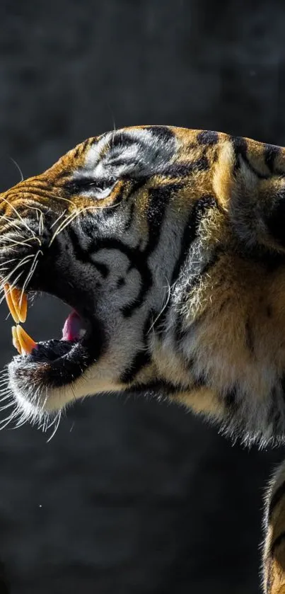 Close-up of a roaring tiger in vibrant detail against a dark background.
