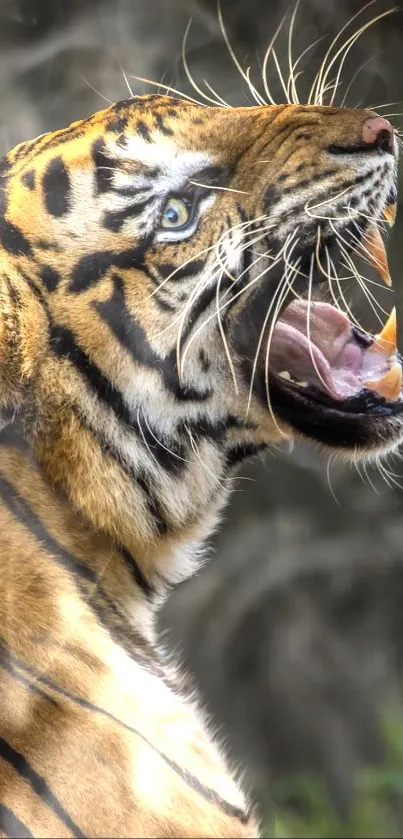 Majestic tiger roaring with vibrant orange stripes in a natural setting.