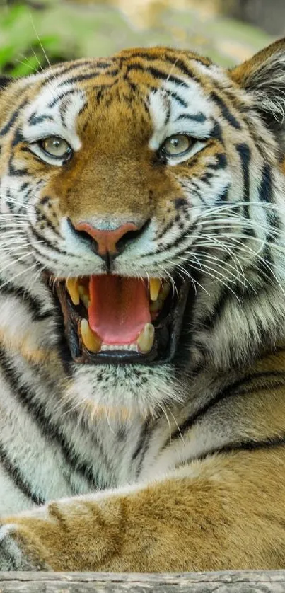A majestic roaring tiger in a lush jungle setting.