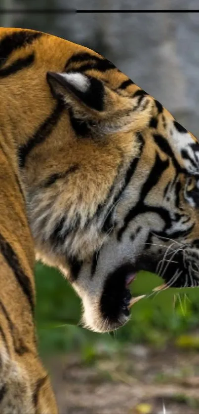 Close-up of a roaring tiger in a lush green setting, showcasing its majestic beauty.