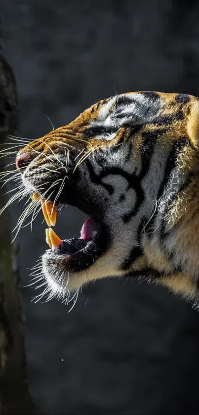 Close-up of a majestic tiger roaring with striking golden fur and dark stripes.