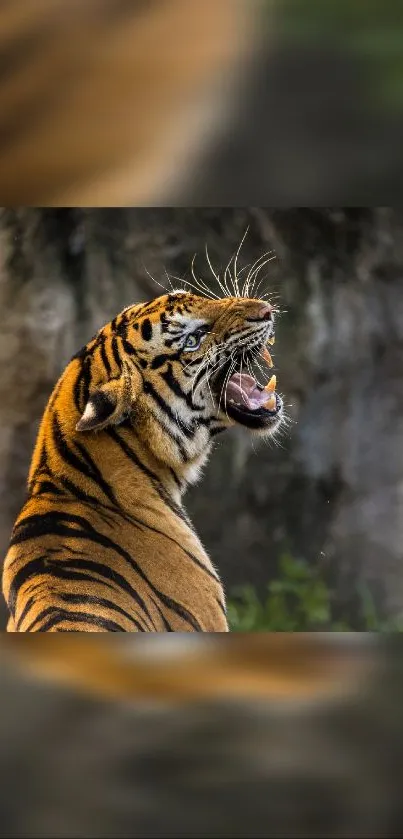 Close-up of a roaring tiger with a blurred background.