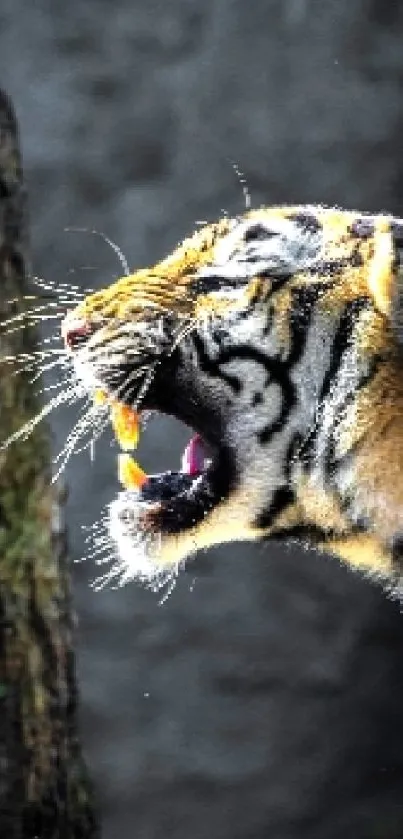 Majestic tiger roaring in a natural setting with vivid stripes.