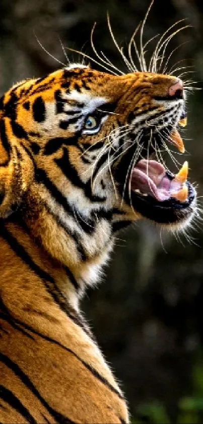 Wallpaper of a fierce tiger roaring majestically.