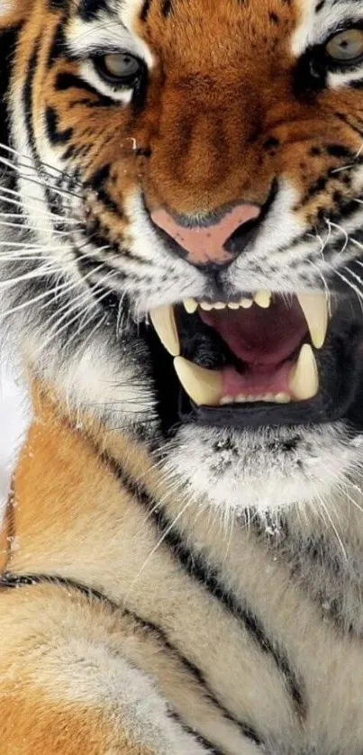 Close-up of a roaring tiger in the snow, showing its fierce expression.