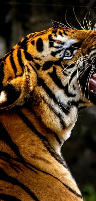 Roaring tiger in jungle setting wallpaper.