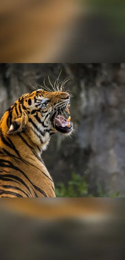 Majestic tiger roaring in the jungle background.