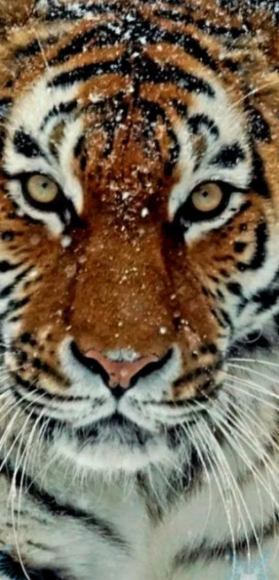 Close-up of a tiger's face with snowflakes on its fur.