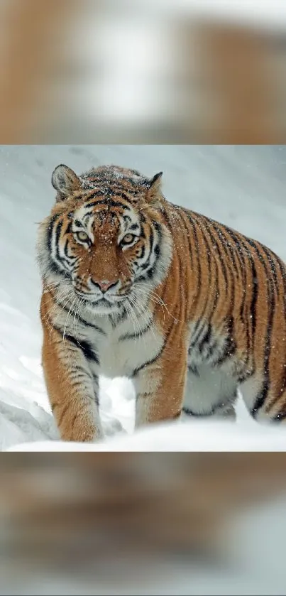 Majestic tiger walks through snowy landscape, stunning nature wallpaper.