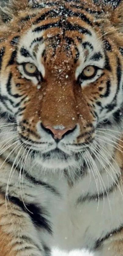 Close-up of a tiger walking through snow, showcasing its fierce beauty.