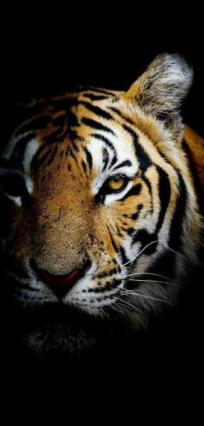 Majestic tiger illuminated against a dark background.