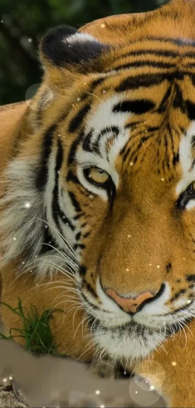 Majestic tiger with bright eyes lying in a dreamy forest setting.