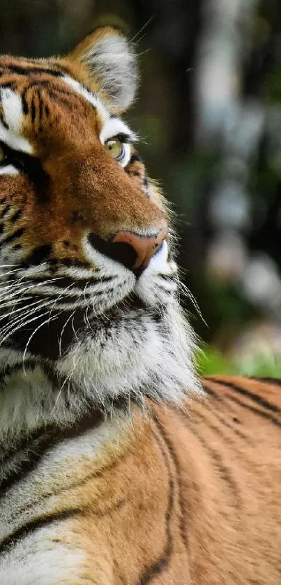 Majestic tiger resting in lush greenery wallpaper.