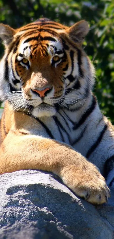 Regal tiger resting on a rock with forest background.