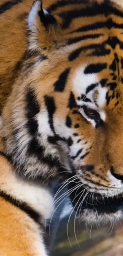 Close-up of a majestic tiger with striking orange and black stripes.