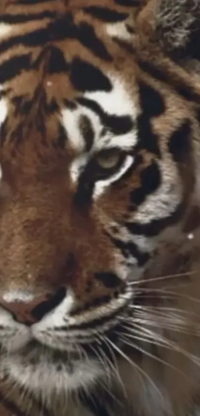 Close-up of a majestic tiger's face, showcasing its striking pattern.