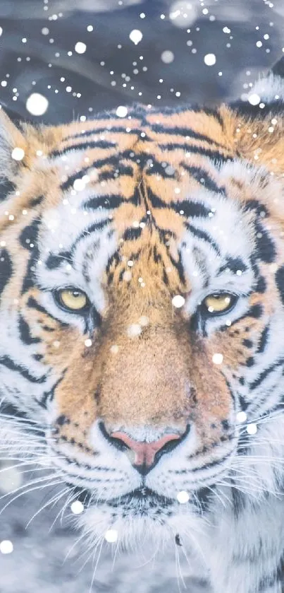 Close-up of a majestic tiger with striking golden fur.