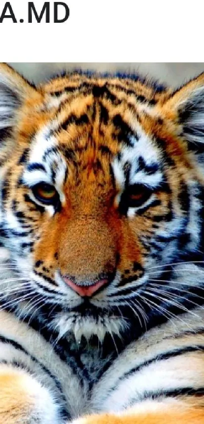 Relaxing tiger amidst green jungle background.