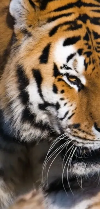 Close-up of a majestic tiger with vivid orange and black stripes in natural light.