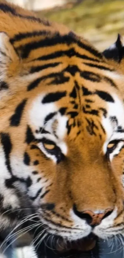 Close-up of a majestic tiger with intense gaze and distinctive stripes.