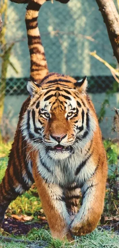 A majestic tiger walking through a natural habitat, captured in vivid detail.