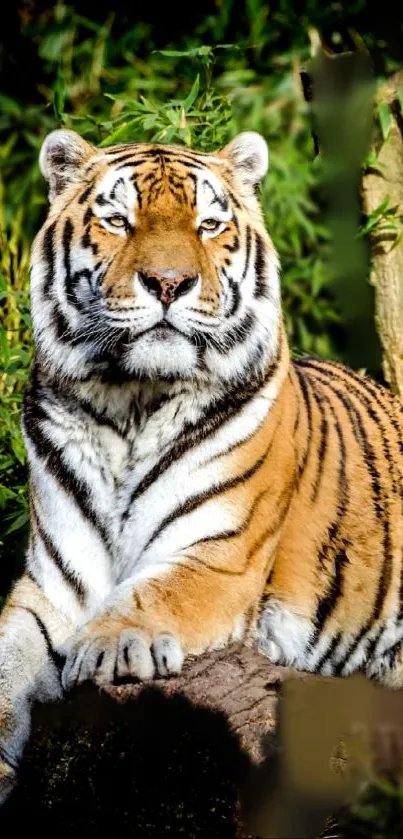 Majestic Bengal tiger sitting in a lush jungle setting.