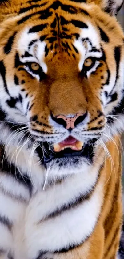 Close-up of a majestic tiger with vibrant orange and black stripes.