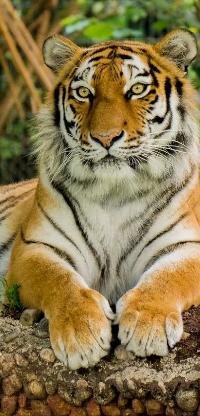 Majestic tiger lying with vibrant foliage background.