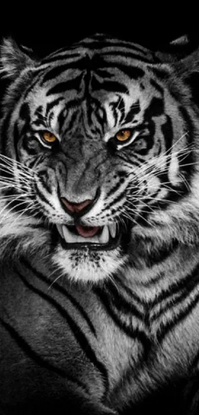 Fierce black and white tiger with orange eyes on a dark background.