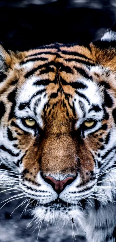 Majestic tiger with fierce eyes in the wild.