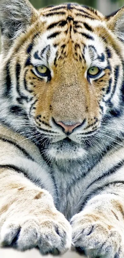 Majestic tiger close-up wallpaper for mobile device.