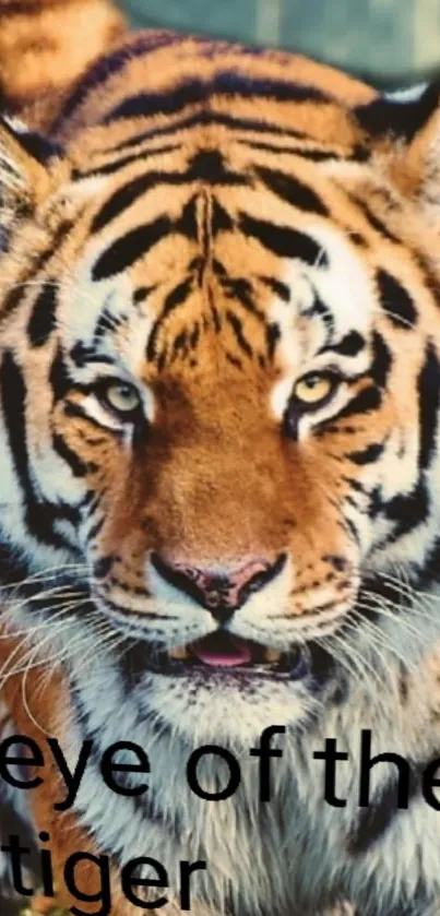 Close-up of a majestic tiger with an intense gaze, perfect for mobile wallpaper.