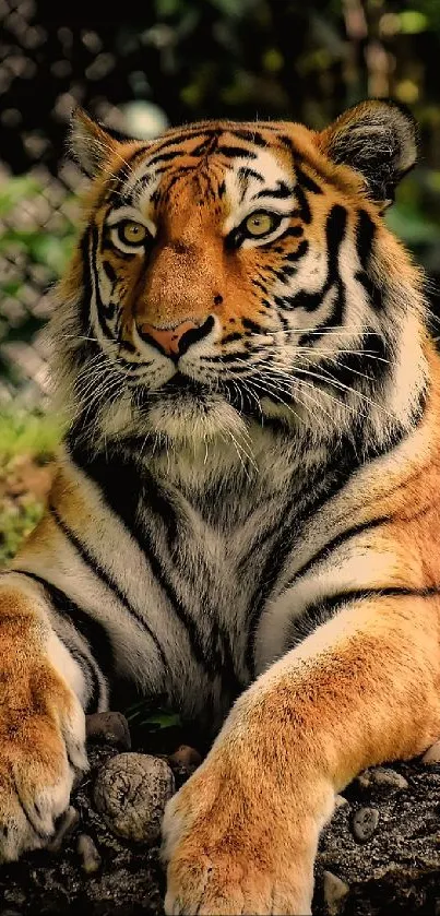 Majestic tiger resting in natural habitat with lush surroundings.