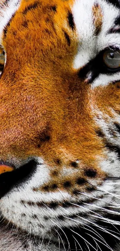 Close-up of a majestic tiger against a dark background for mobile wallpaper.