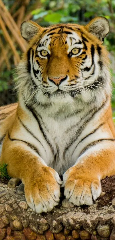 Majestic tiger resting in nature, perfect for wildlife wallpaper.