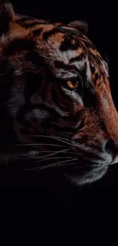 Majestic tiger on black background with inspiring text.