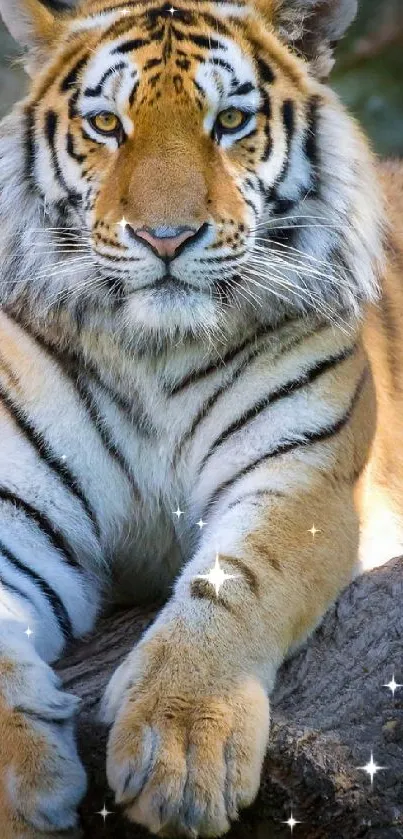 Majestic tiger resting on a rock in the forest, bright and vivid colors.