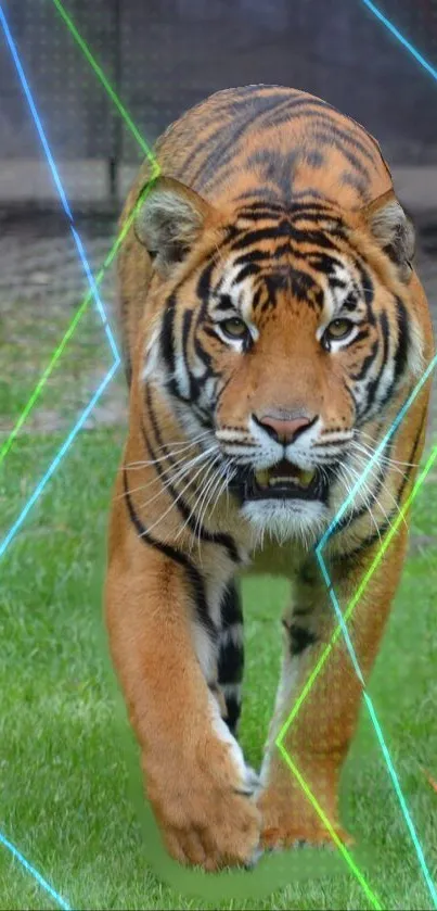 Walking tiger with neon lines and green grass wallpaper.
