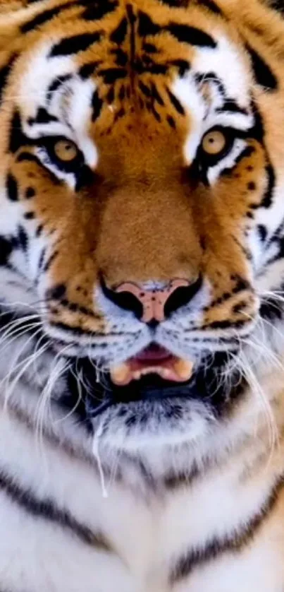 Close-up of a majestic tiger with a striking gaze, perfect for wallpaper.