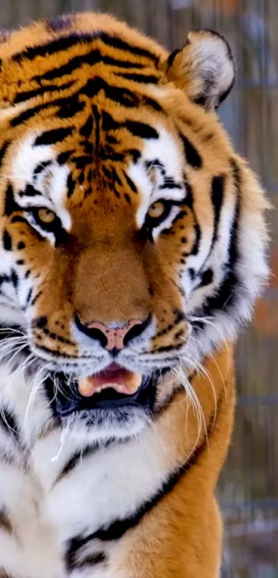 Close-up of a majestic tiger with vibrant orange and black stripes on its face.