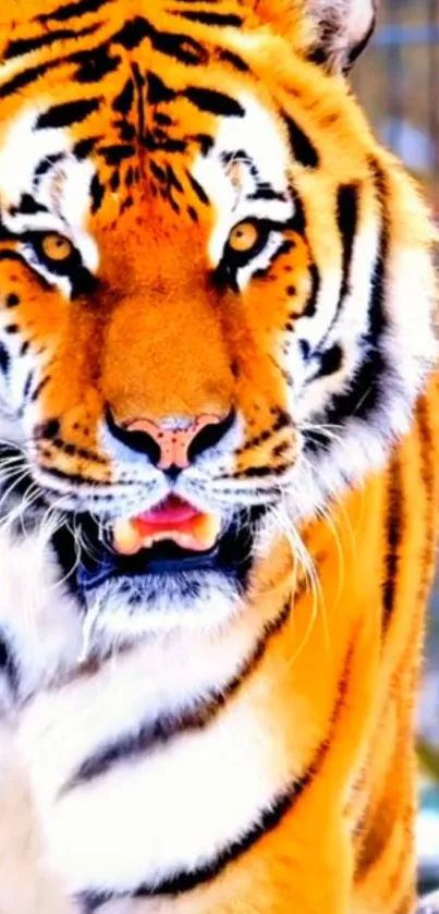 Close-up of a majestic tiger with striking orange and black stripes.