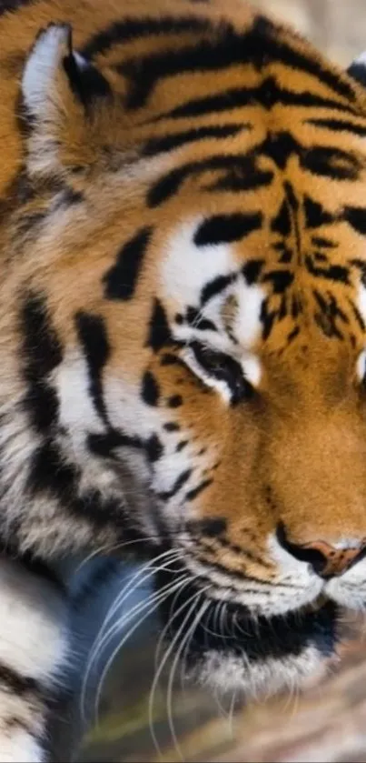 Majestic tiger close-up wallpaper showcasing orange and black striped fur.