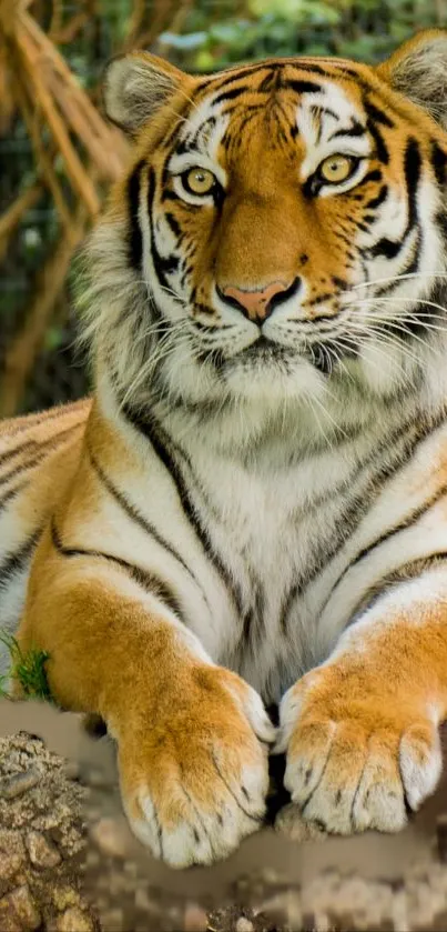 Majestic tiger lounging with intense gaze in natural setting.