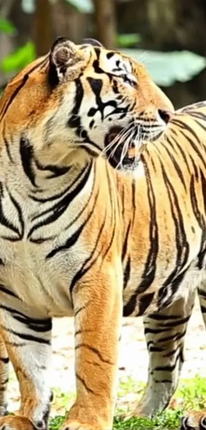 Majestic tiger standing in jungle setting, showcasing vibrant orange and black stripes.