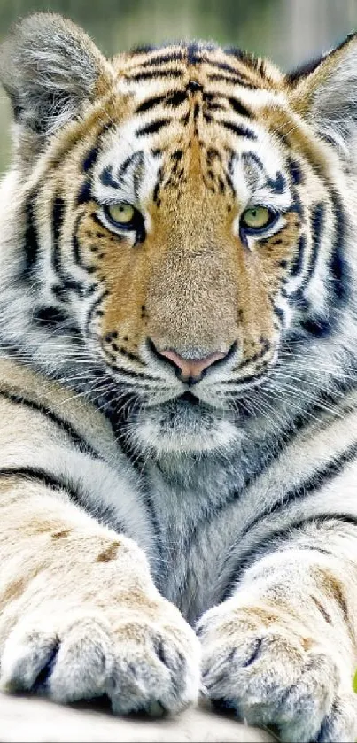 Close-up of a majestic tiger lying down.