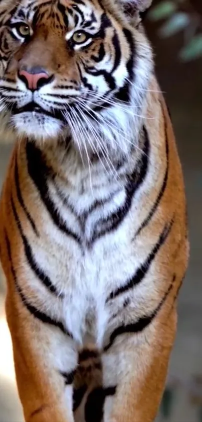 A close-up of a majestic tiger showcasing its striking stripes and powerful gaze.