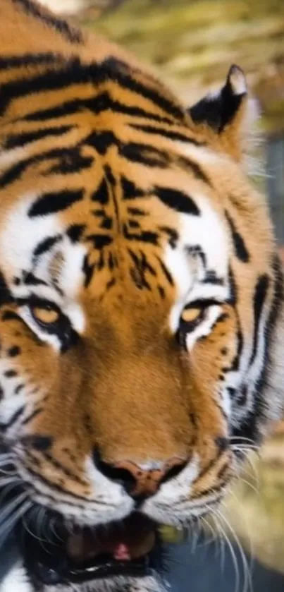 Close-up of a majestic tiger in its natural habitat.