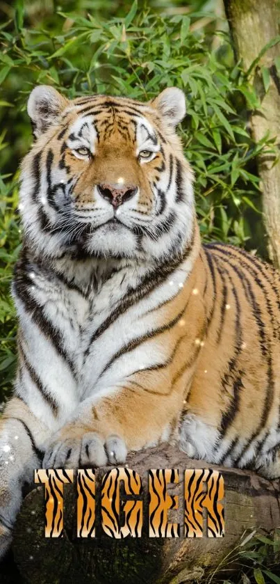 Resting Bengal tiger in a lush jungle setting, vibrant mobile wallpaper.