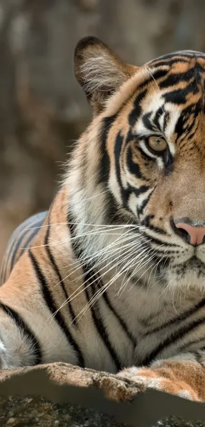 Majestic tiger lying down in natural habitat, with a striking gaze.
